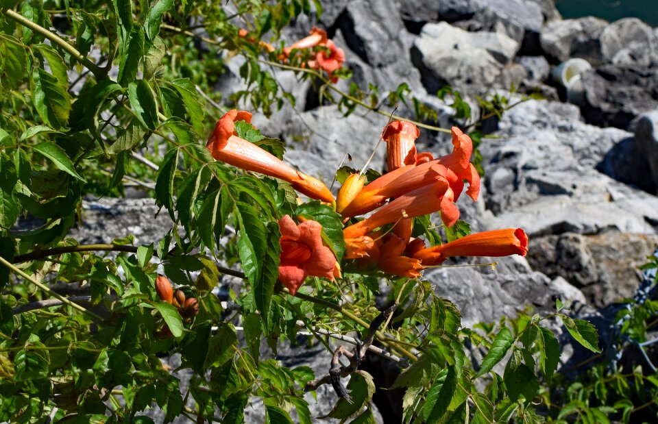Blossom bloom plant