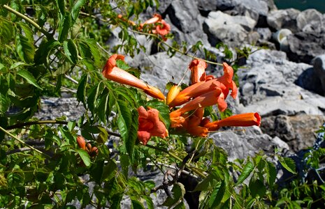 Blossom bloom plant