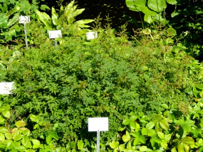 Aruncus aethusifolius - Botanischer Garten, Frankfurt am Main - DSC03186