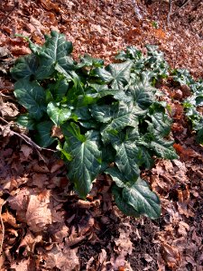 Arum italicum 108498017