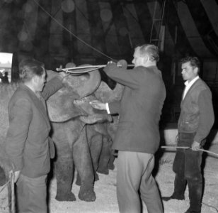 Artiesten treden in circus Boltini op ( Tom Kelling olifant), Bestanddeelnr 914-1002