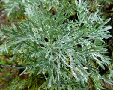 Artemisia caerulescens