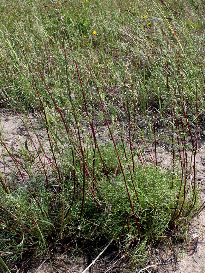 Artemisia campestris Kemi, Finland 15.07.2013