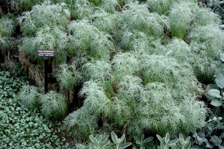 Artemisia mauiensis - Longwood Gardens - DSC01118