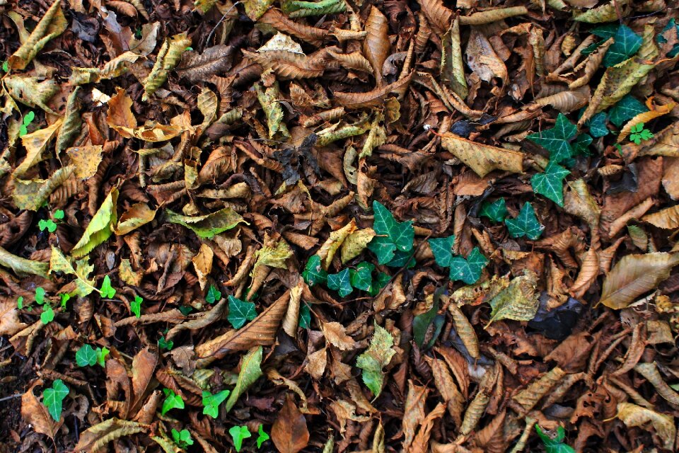 Autumn carpet leaves