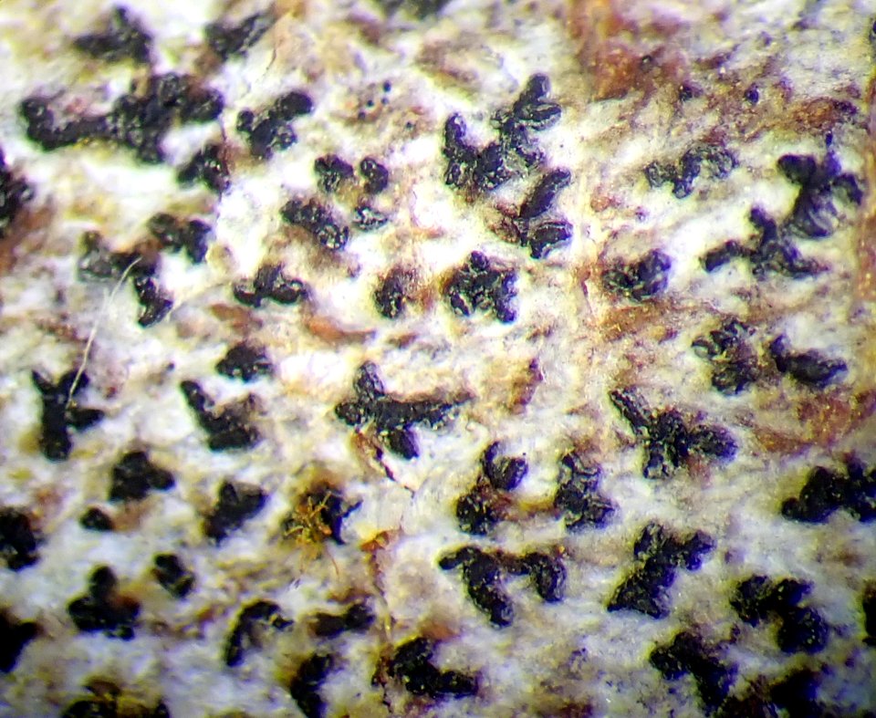 Arthonia radiata 60211376