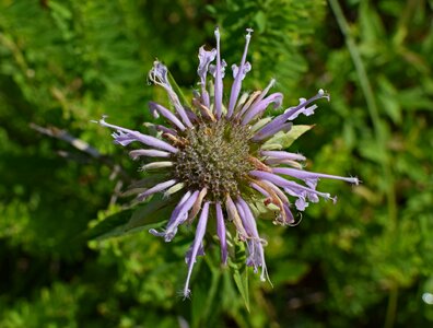 Blossom bloom plant