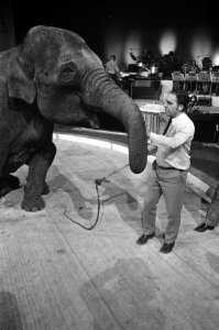 Artiesten treden op met circusnummers in Nationaal Songfestival in Carré, Amster, Bestanddeelnr 925-3865