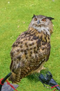 Scotland owl bird