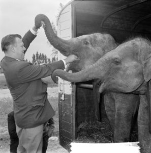 Artiesten treden in circus Boltini op ( Tom Kelling olifant), Bestanddeelnr 914-1000