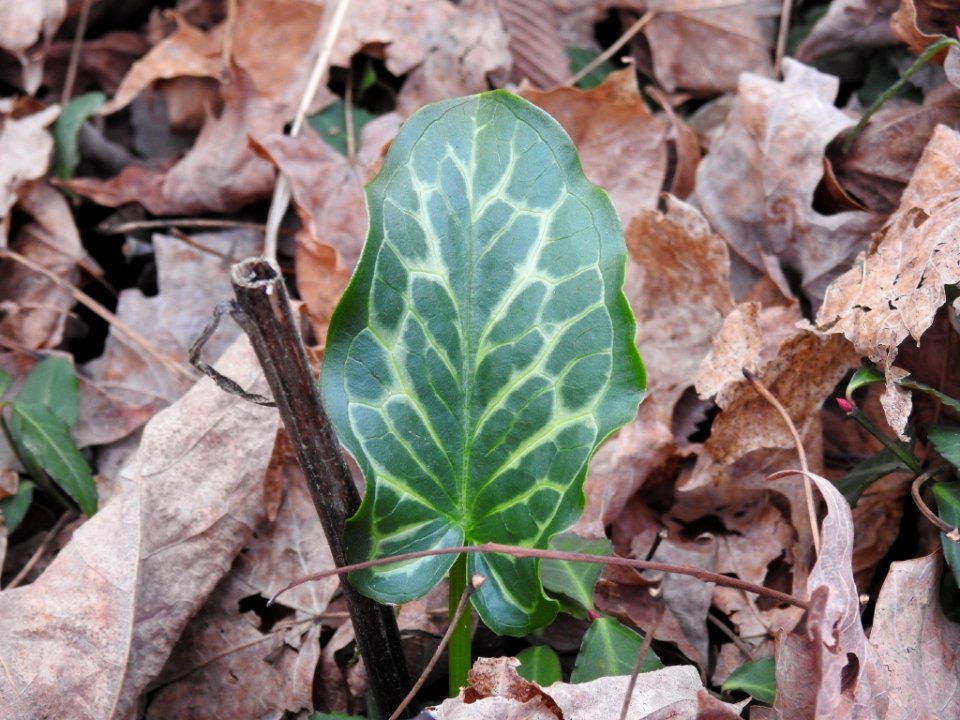 Arum italicum 104491186
