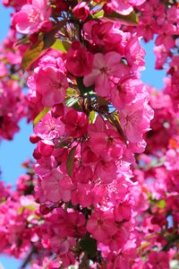 Spring bloom floral photo