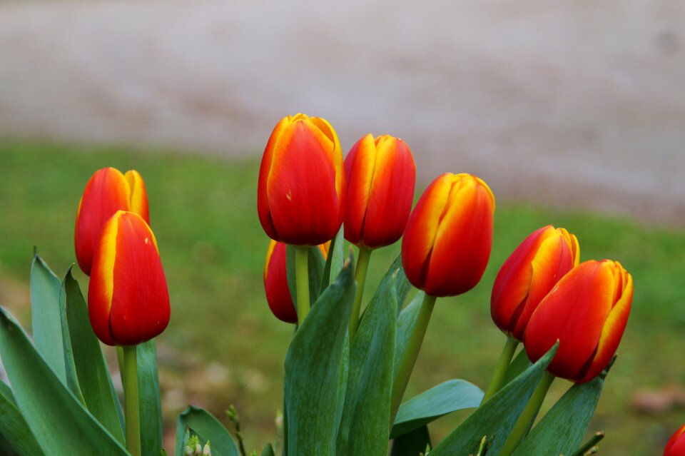 Red spring flowers petals