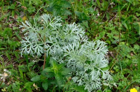 Artemisia absinthium 11