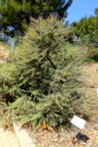 Artemisia californica - Manhattan Beach Botanical Garden - Manhattan Beach, CA - DSC01258