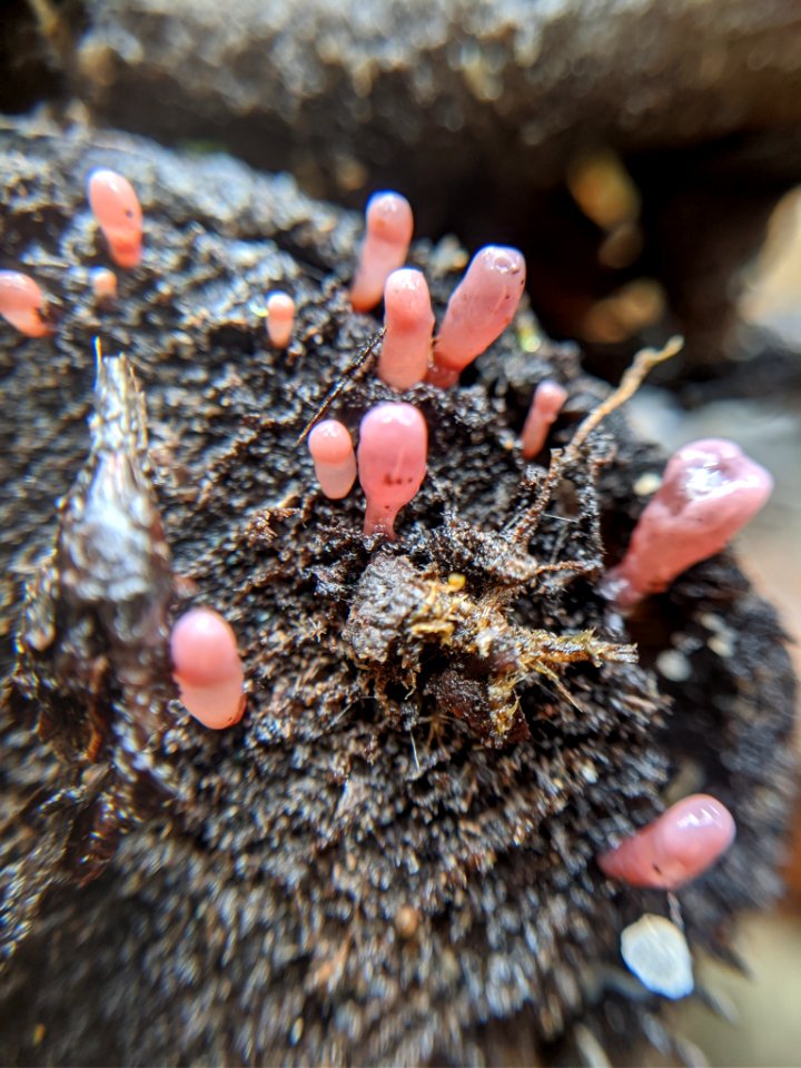 Ascocoryne sarcoides 59488365