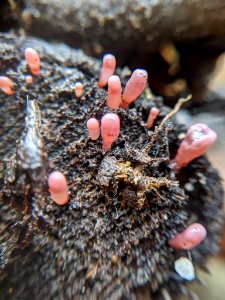 Ascocoryne sarcoides 59488365