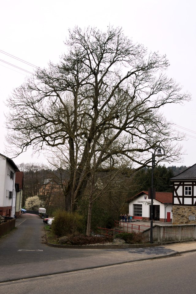 Ash tree Quirnbach