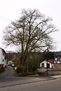 Ash tree Quirnbach