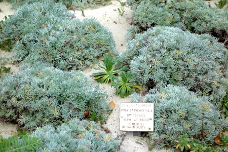 Artemisia pycnocephala 'David's Choice' - Regional Parks Botanic Garden, Berkeley, CA - DSC04554