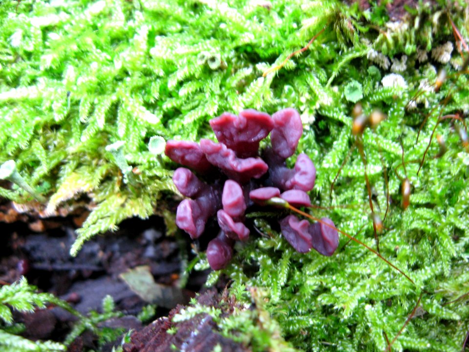 Ascocoryne sarcoides Podkomorské lesy
