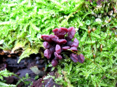 Ascocoryne sarcoides Podkomorské lesy