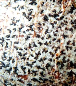 Arthonia radiata 60211347
