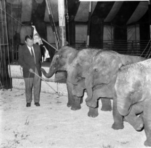 Artiesten treden in circus Boltini op ( Tom Kelling olifant), Bestanddeelnr 914-0999