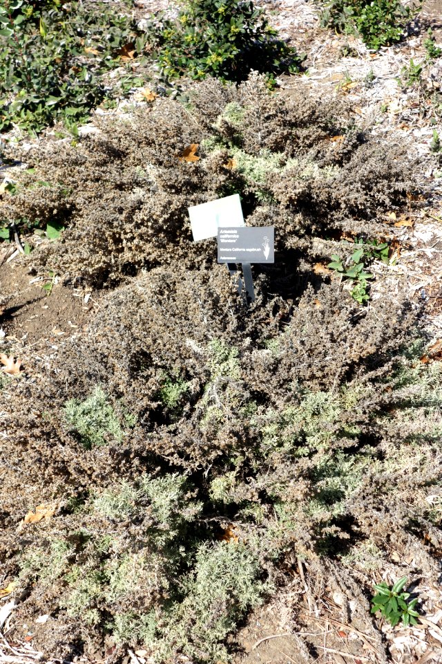Artemisia californica 'Montara' - Leaning Pine Arboretum - DSC05631