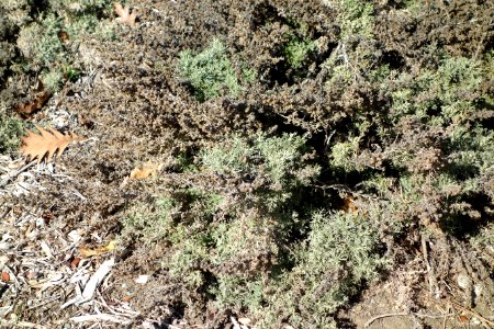 Artemisia californica 'Montara' - Leaning Pine Arboretum - DSC05632