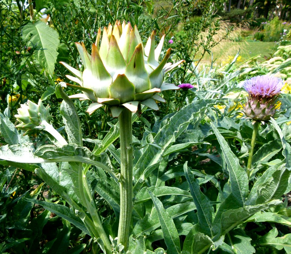 Artichaut en fleur