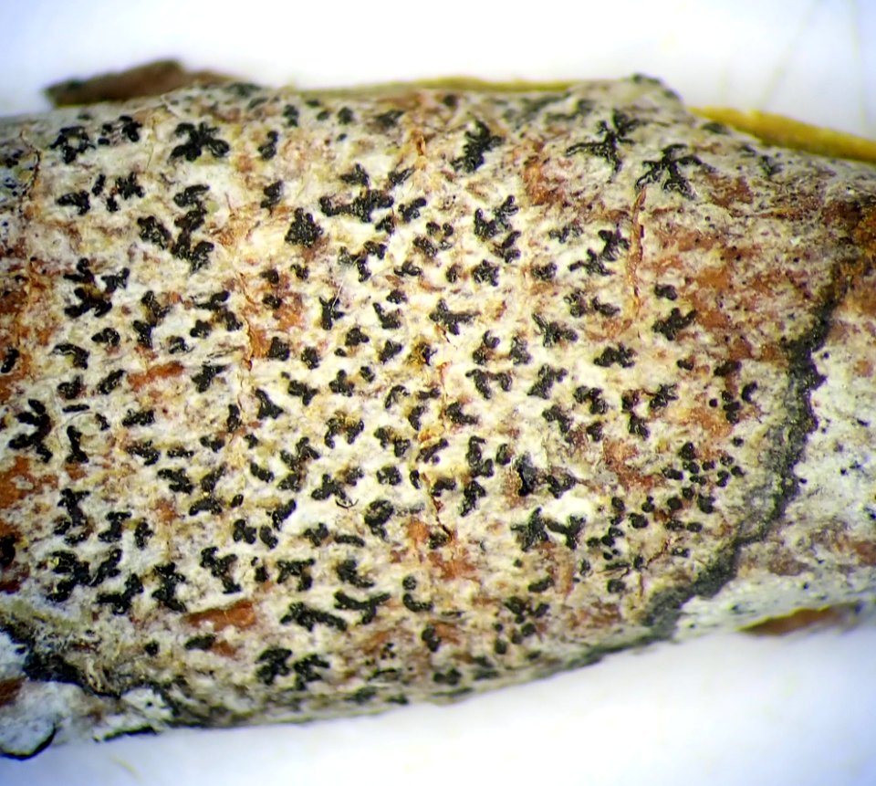 Arthonia radiata 60211378
