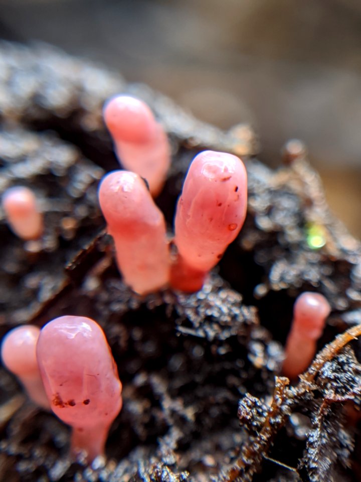 Ascocoryne sarcoides 59488357