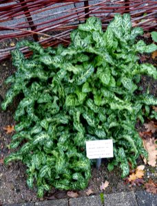 Arum italicum - Botanischer Garten - Heidelberg, Germany - DSC00892
