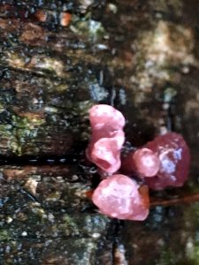 Ascocoryne sarcoides 58472756