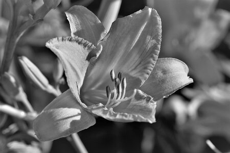 Black white nature