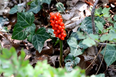 Arum maculatum fruits