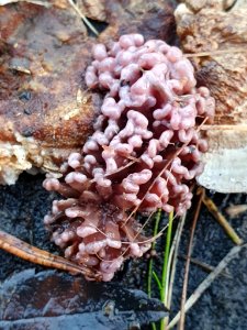 Ascocoryne sarcoides 104697419