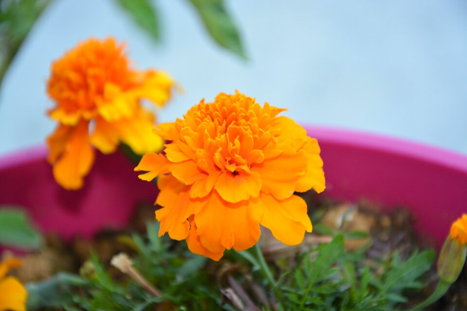 Plant nature summer