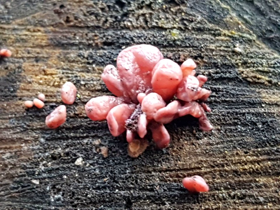 Ascocoryne sarcoides 71111244