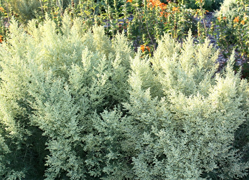 Artemisia afra - Wildeals - medicinal plants of Cape Town 2