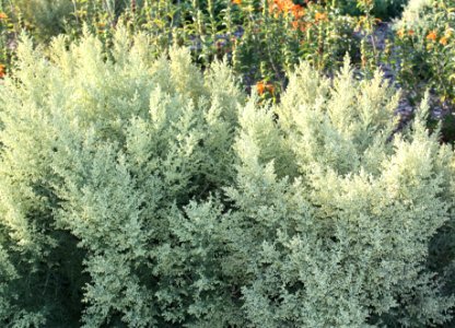 Artemisia afra - Wildeals - medicinal plants of Cape Town 2