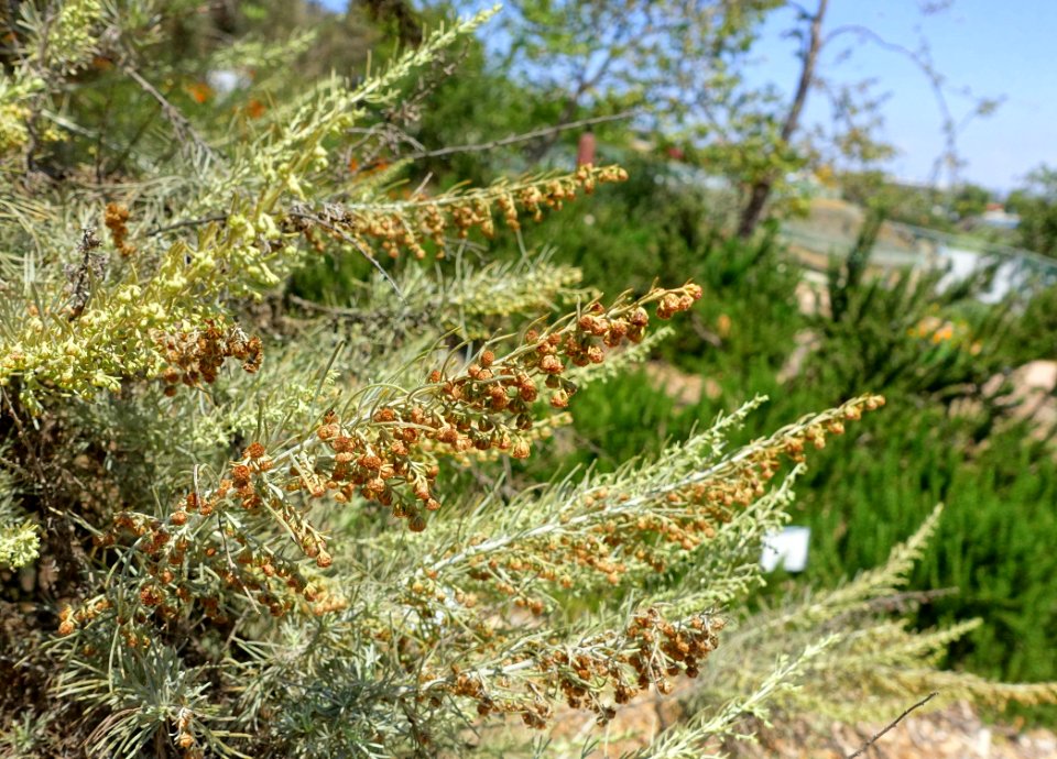 Artemisia californica - Manhattan Beach Botanical Garden - Manhattan Beach, CA - DSC01262