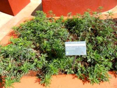 Artemisia vulgaris - Jardim Botânico de Brasília - DSC09657