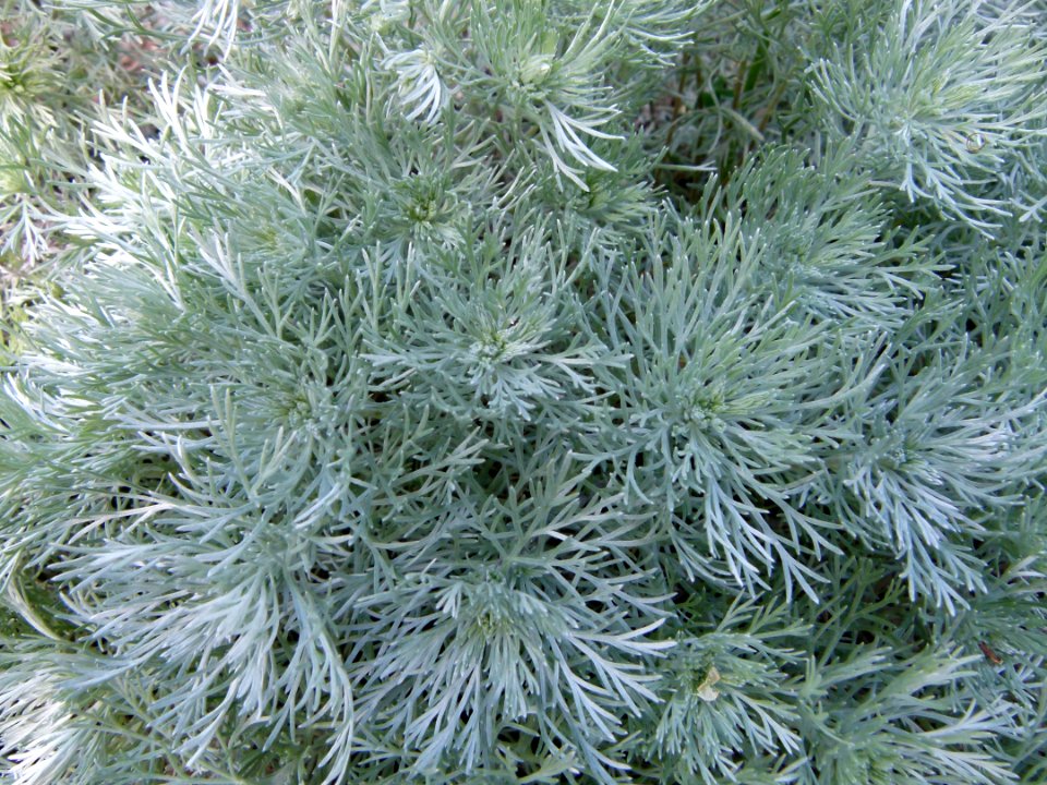 Artemisia schmidtiana Parc de Bercy