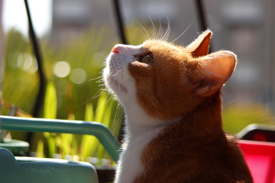 Sunny felines red