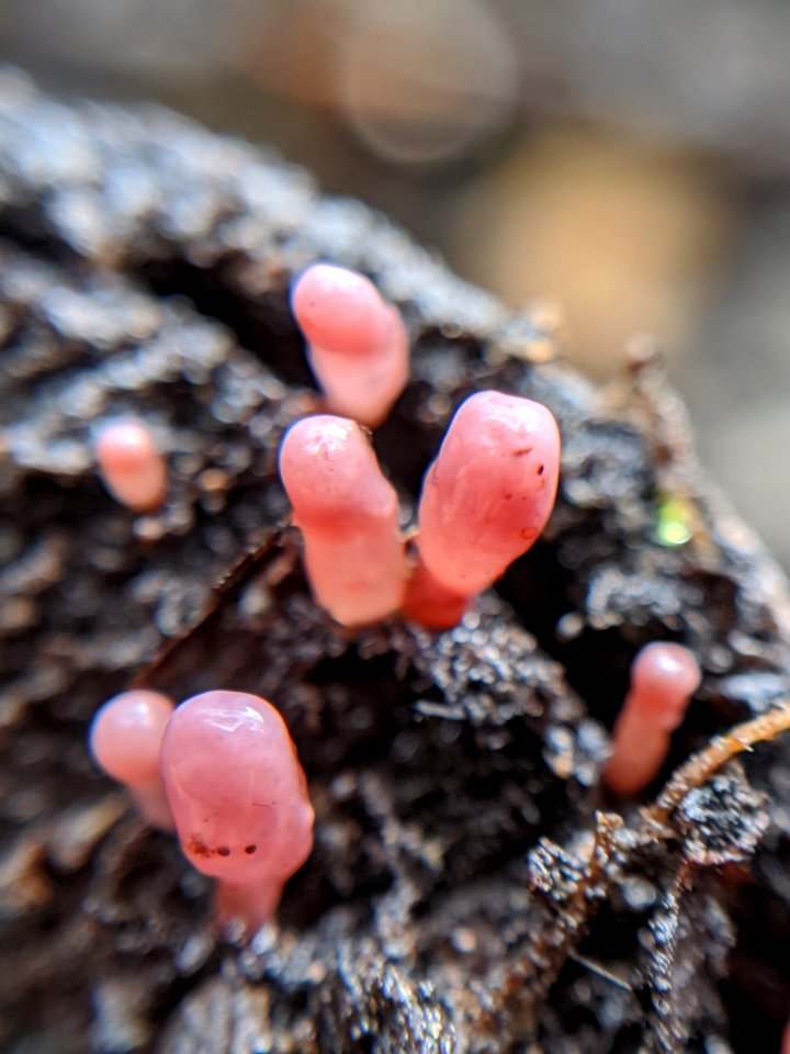Ascocoryne sarcoides 59488351