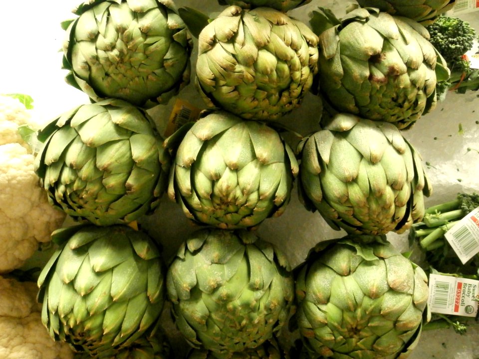 Artichoke heads stuck in ice