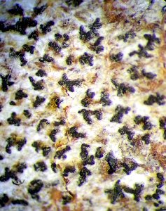 Arthonia radiata 60211374
