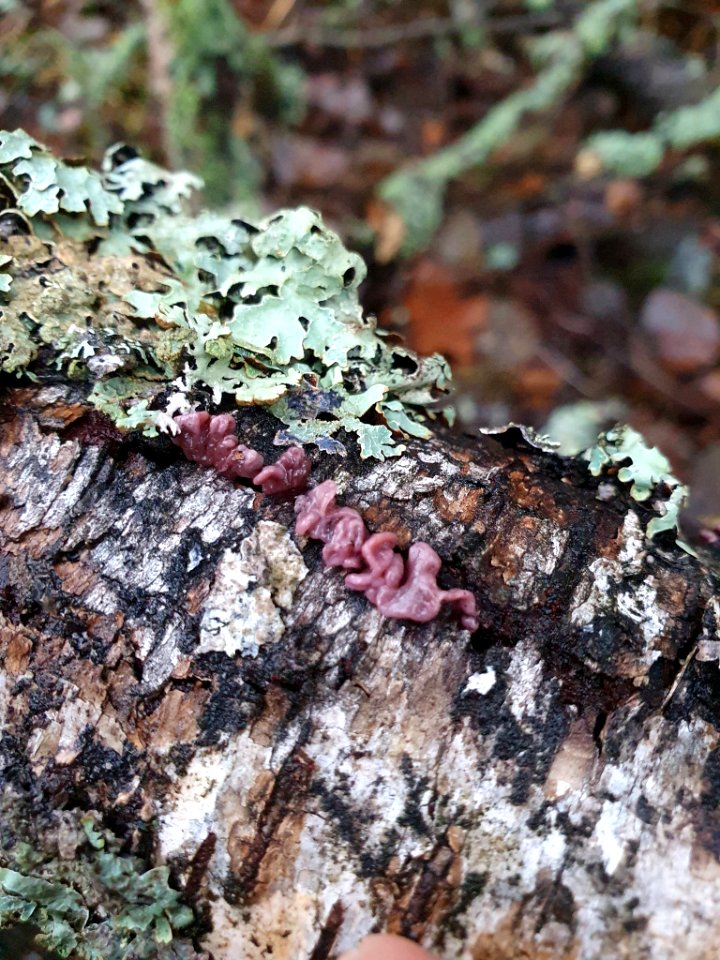 Ascocoryne sarcoides 104803441